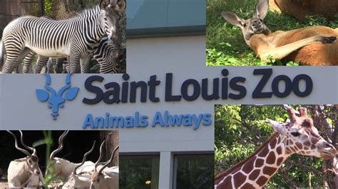 Saint louis zoo missouri - But St. Louisans rallied to keep the Flight Cage intact, and the City of St. Louis soon purchased it for $3,500 (the structure had originally cost $17,500 to construct). Within a few short years, it served as the impetus for St. Louis to develop a full-fledged zoo – the first municipally supported zoo in the world.
